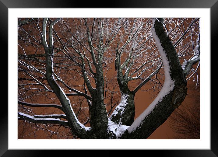 Tree and snow Framed Mounted Print by Jean-François Dupuis