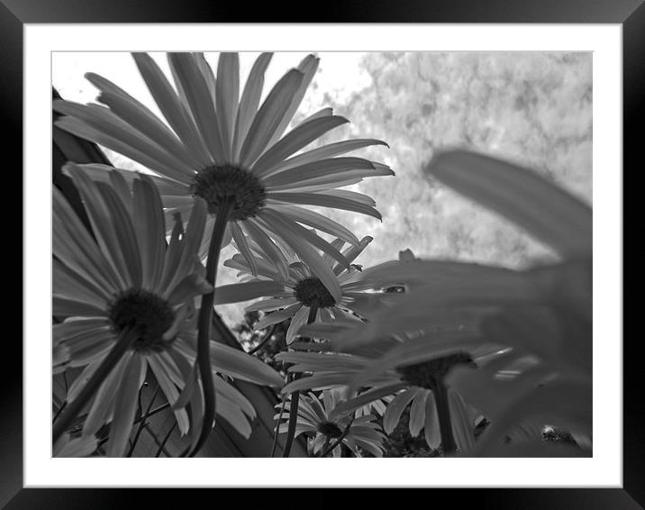 Daisies Framed Mounted Print by Jean-François Dupuis