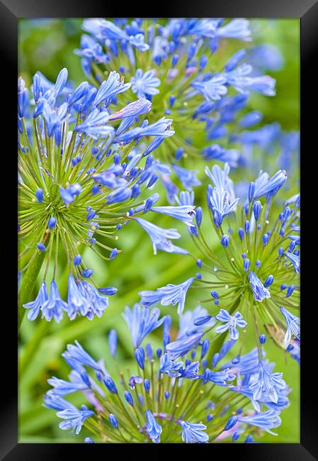 Floral Fireworks Framed Print by Stuart Thomas