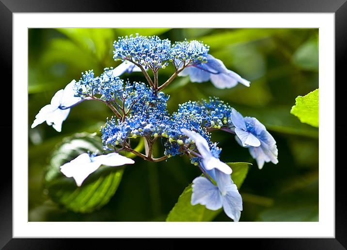 Hydranger Serrata Framed Mounted Print by Stuart Thomas