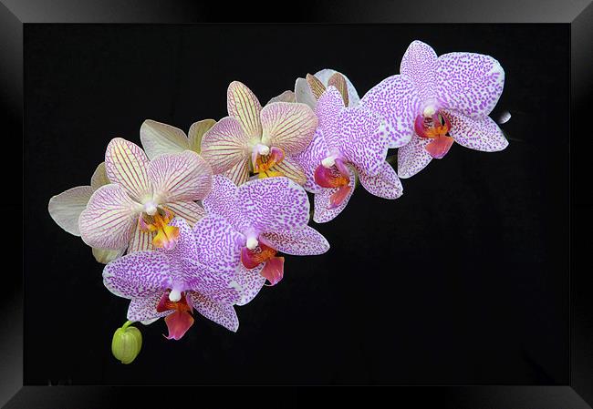 Orchids Framed Print by Stuart Thomas