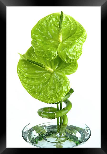 Anthurium in water Framed Print by Stuart Thomas