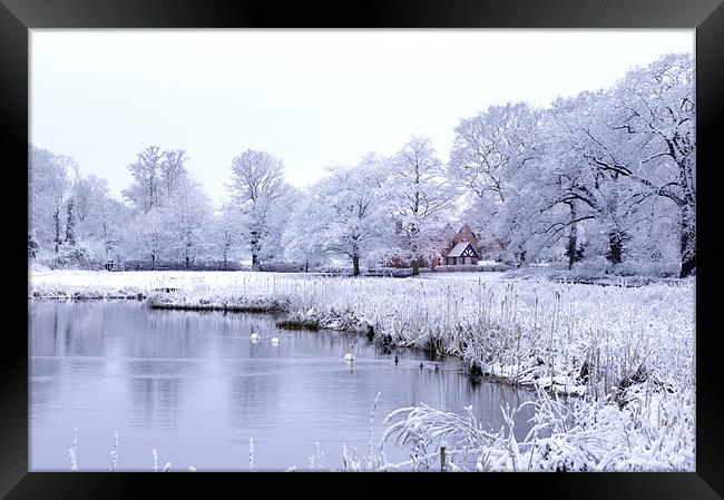 Snow, Trees and Bulrushes Framed Print by Stuart Thomas