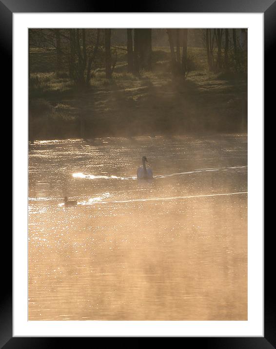 On Golden Pond. Framed Mounted Print by Stuart Thomas