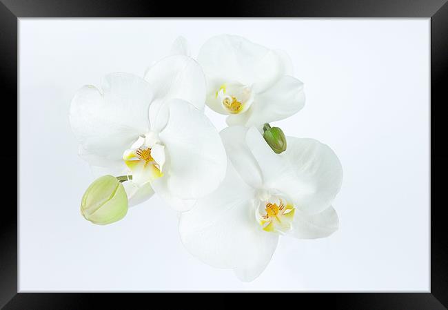 Orchid in White Framed Print by Stuart Thomas