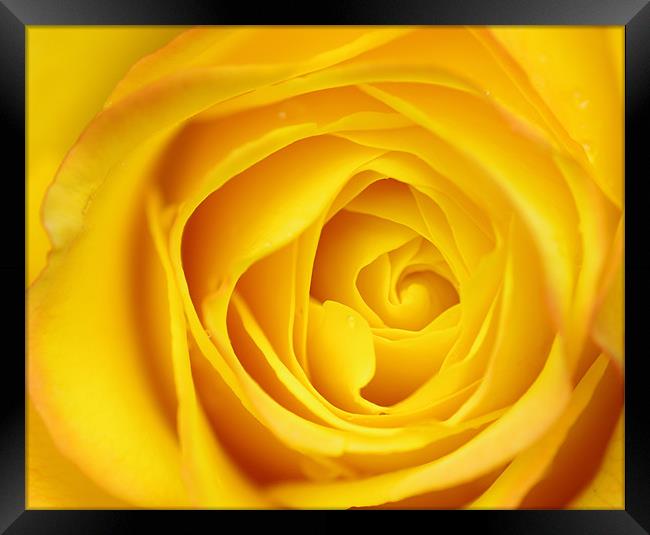 Yellow Rose Petals macro Framed Print by patrick dinneen
