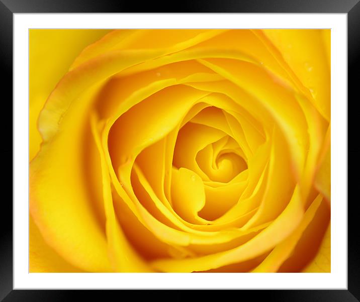 Yellow Rose Petals macro Framed Mounted Print by patrick dinneen