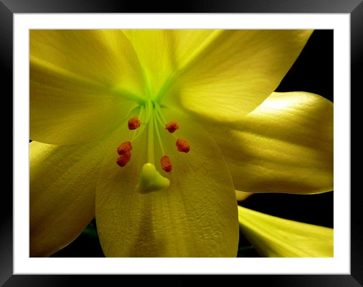 Mellow Yellow Flower Framed Mounted Print by patrick dinneen