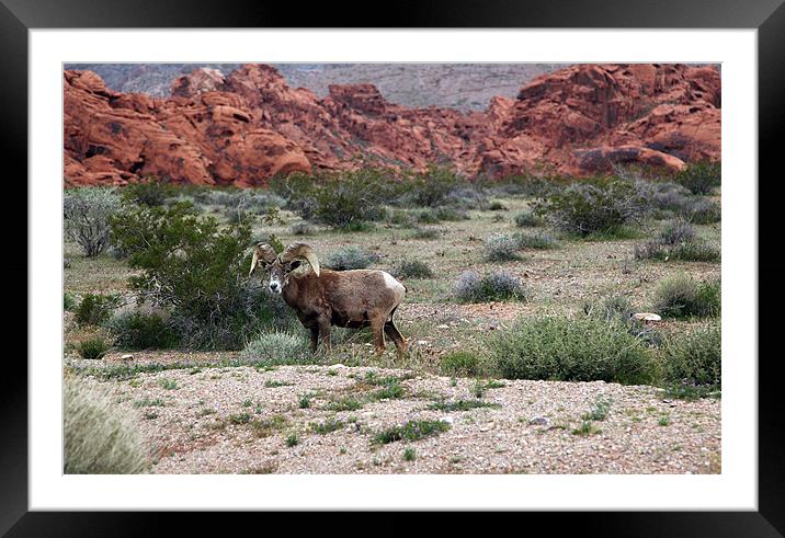 bighorn in valley of fire Framed Mounted Print by milena boeva