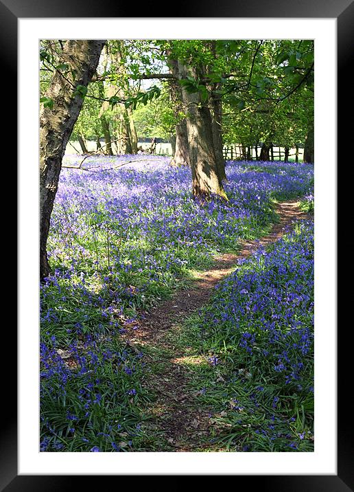 bluebell forest in england Framed Mounted Print by milena boeva