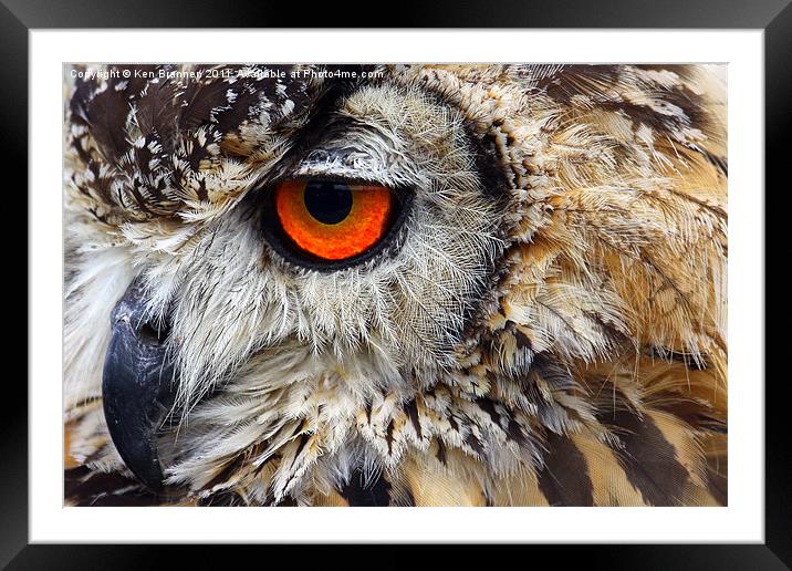 European eagle owl Framed Mounted Print by Oxon Images