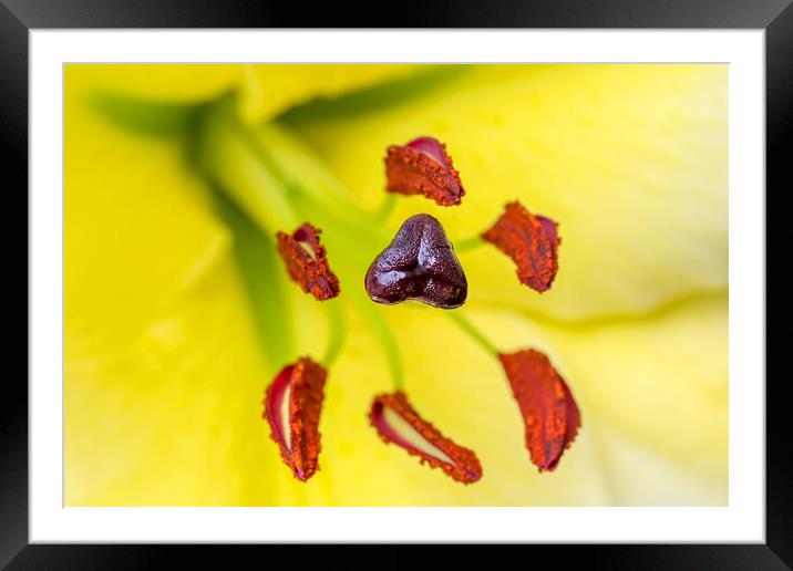 Lilly close up Framed Mounted Print by Oxon Images