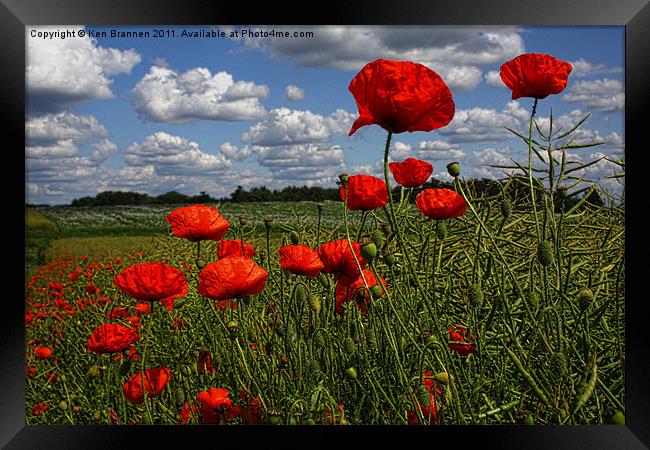 Poppies 4 Framed Print by Oxon Images