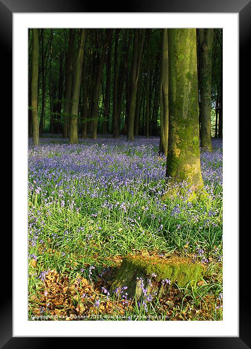 Bluebell wood and stump Framed Mounted Print by Oxon Images