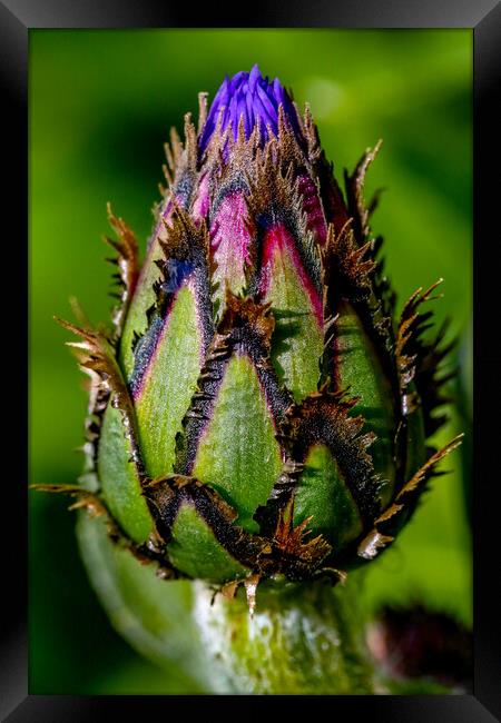 Cornflower in Bud Framed Print by Oxon Images