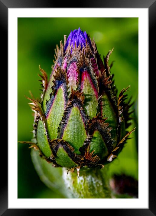 Cornflower in Bud Framed Mounted Print by Oxon Images