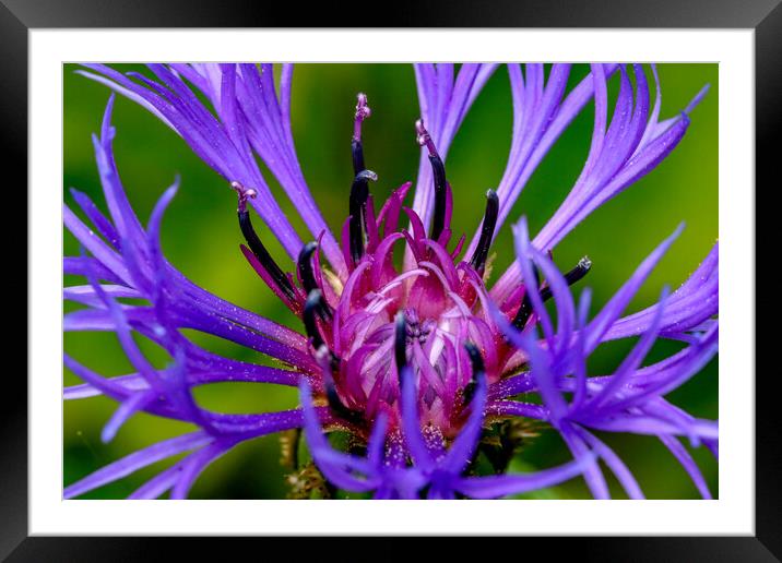 Cornflower close up Framed Mounted Print by Oxon Images