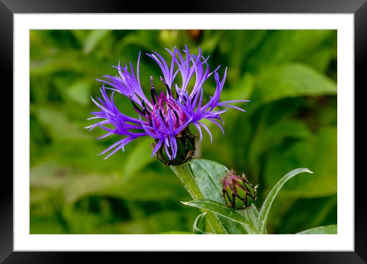 Cornflower and bud Framed Mounted Print by Oxon Images