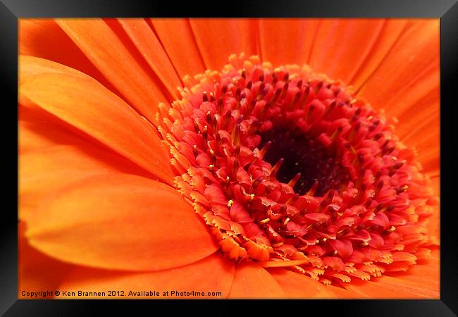 Orange Gerbera Framed Print by Oxon Images