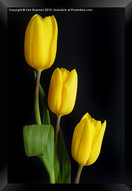 Three yellow Tulips Framed Print by Oxon Images