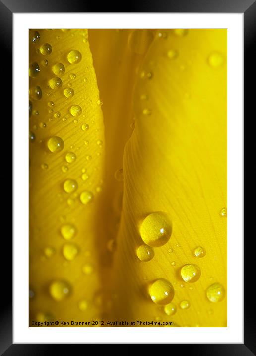 Yellow Tulip with water droplets Framed Mounted Print by Oxon Images