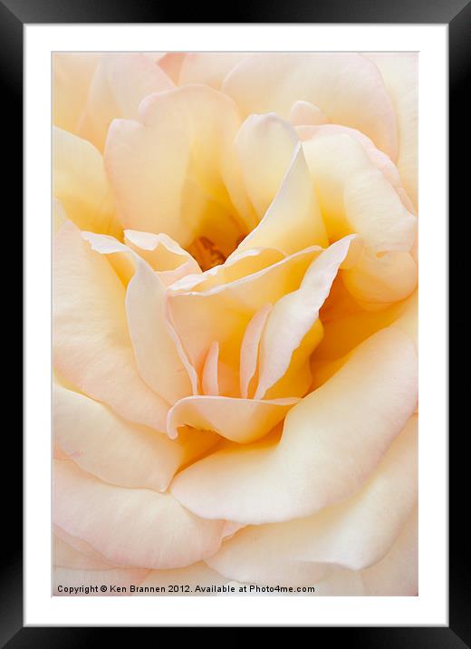 Peace rose close up Framed Mounted Print by Oxon Images