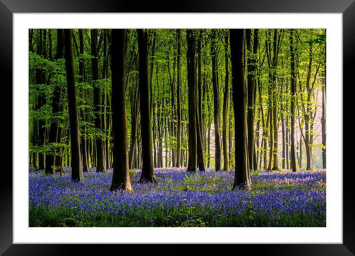 Micheldever Bluebell wood Framed Mounted Print by Oxon Images
