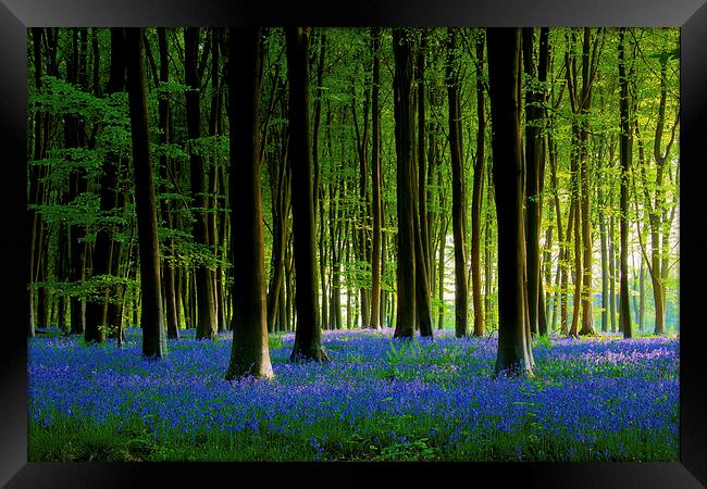Bluebell Wood Framed Print by Oxon Images