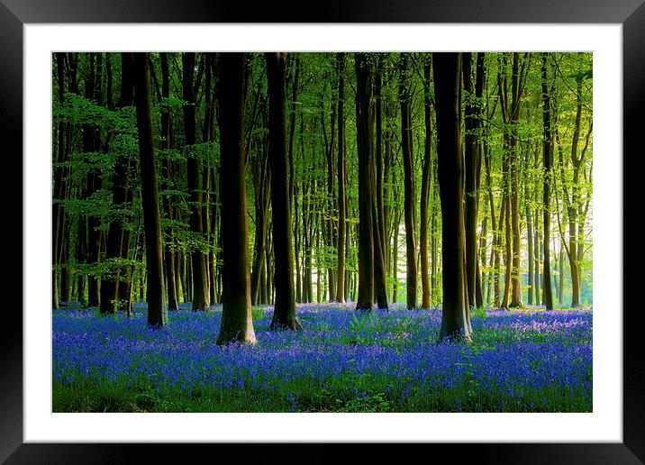 Bluebell Wood Framed Mounted Print by Oxon Images