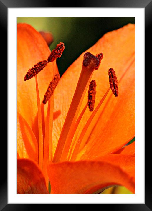 Orange Lily Framed Mounted Print by Oxon Images