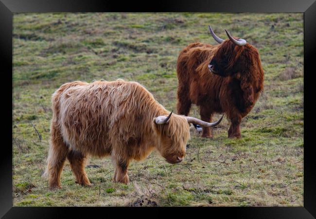 Highland Cow grazing Framed Print by Oxon Images