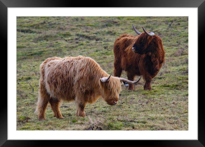 Highland Cow grazing Framed Mounted Print by Oxon Images