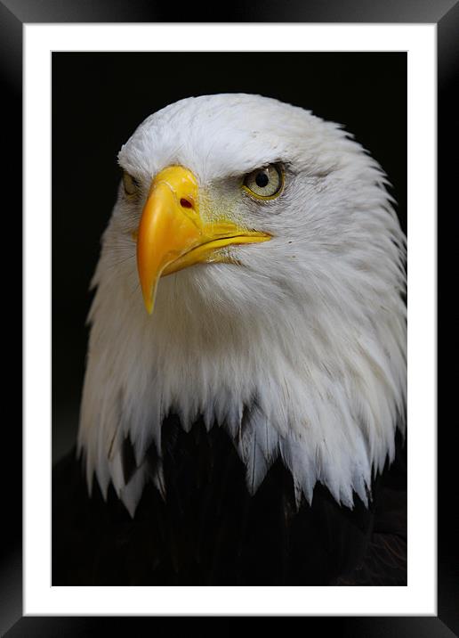 American Bald Eagle Framed Mounted Print by Oxon Images