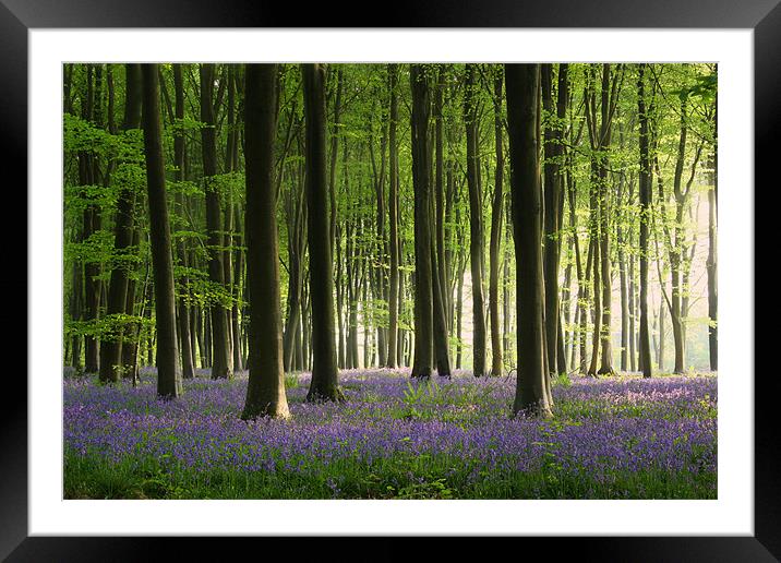 Bluebell wood in Micheldever Framed Mounted Print by Oxon Images