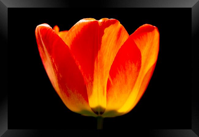Brightly coloured Tulip Framed Print by Oxon Images