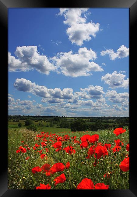 Poppies 2 Framed Print by Oxon Images