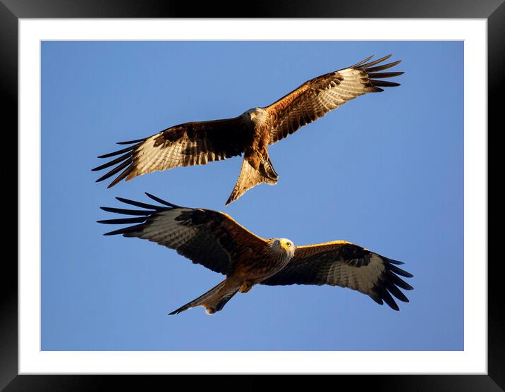 Red Kite In Oxfordshire Framed Mounted Print by Oxon Images