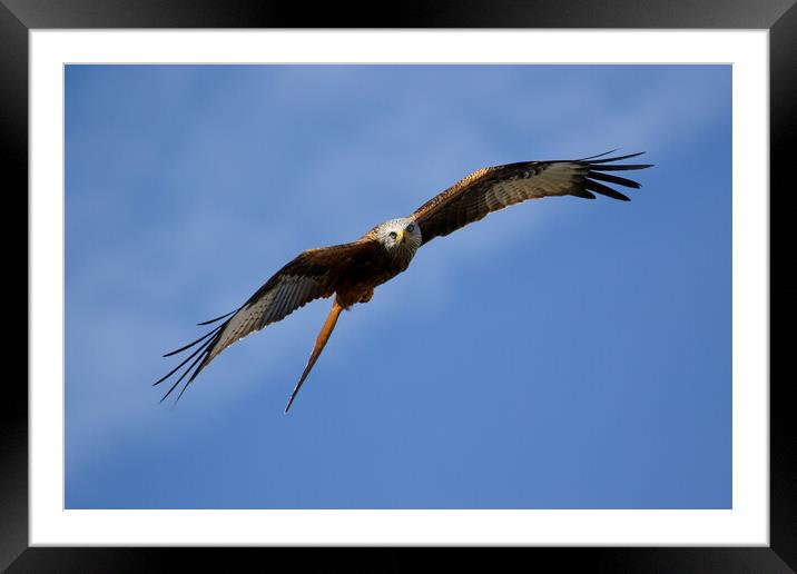 Red Kite Stare Framed Mounted Print by Oxon Images
