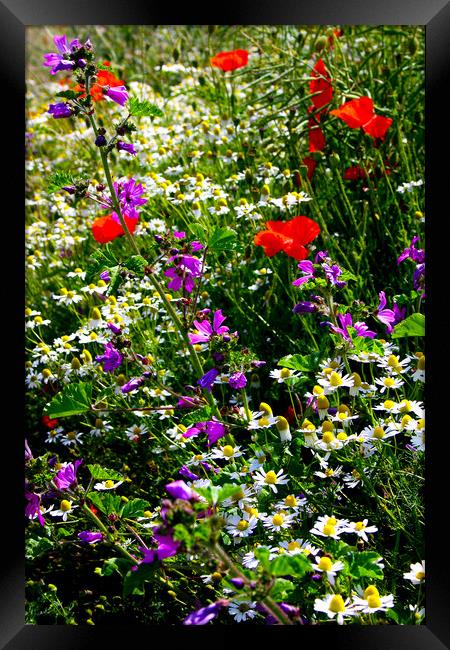 Wildflowers in a hedgerow Framed Print by Oxon Images