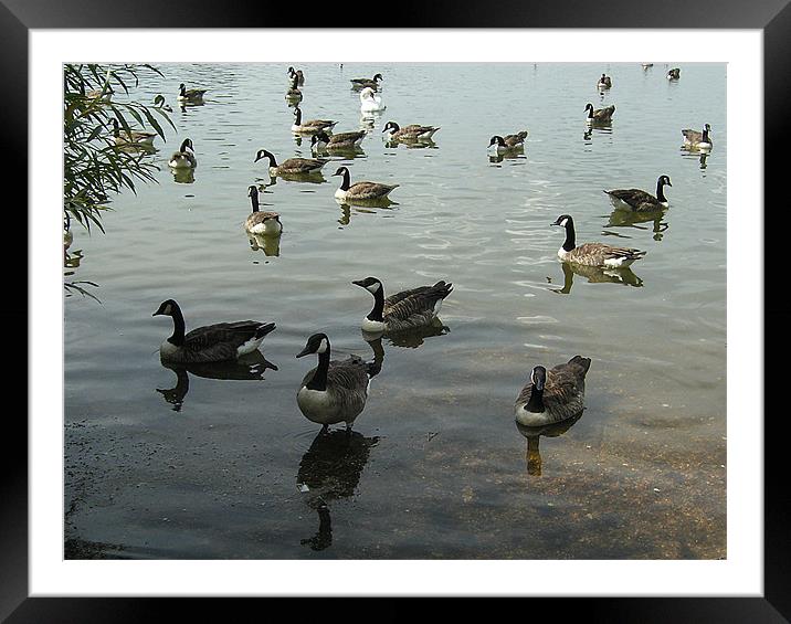 Geese on a lake Framed Mounted Print by Teresa Willett