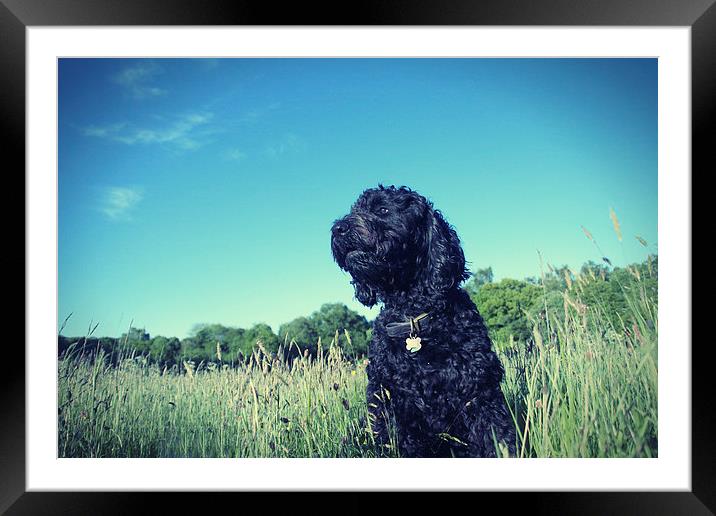  Goldendoodle, loving life. Framed Mounted Print by Toon Photography