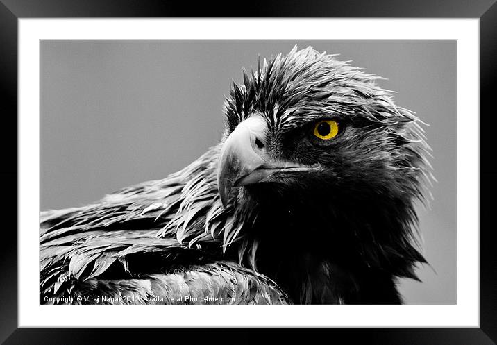 Eagle Eye Framed Mounted Print by Viraj Nagar