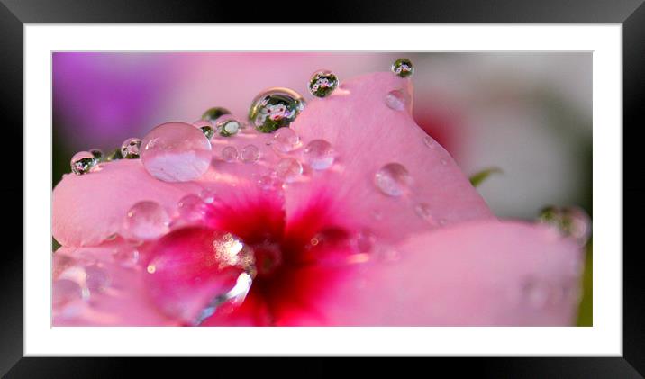 Reflections in the rain drops! Framed Mounted Print by Viraj Nagar