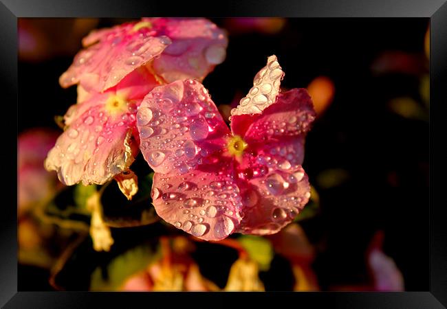 Raindrops on flowers Framed Print by Viraj Nagar