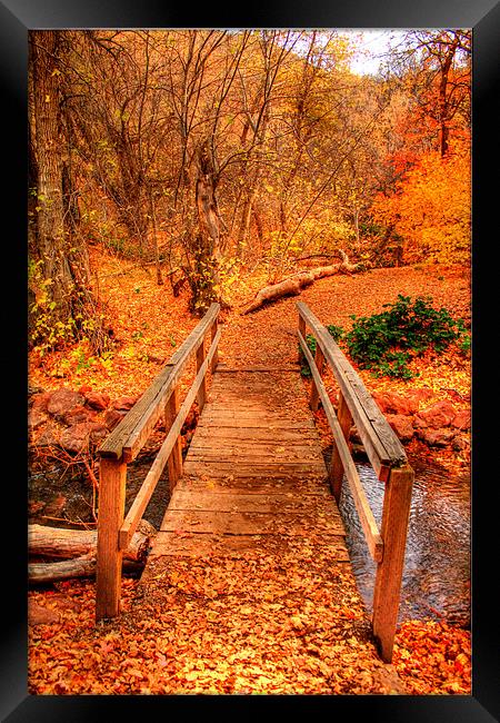 Fall Colors ! Framed Print by Viraj Nagar