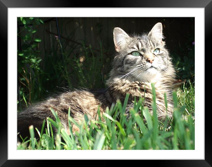 Purr-fect Framed Mounted Print by Ginny Gregg