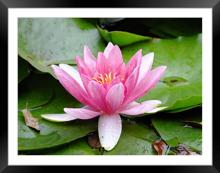 Waterlily in the rain Framed Mounted Print by Ginny Gregg
