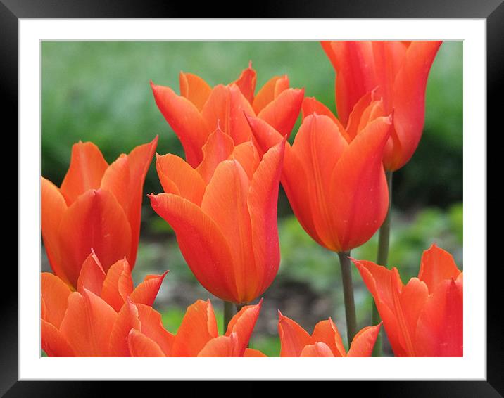 Tiptoe through the Tulips Framed Mounted Print by Ginny Gregg