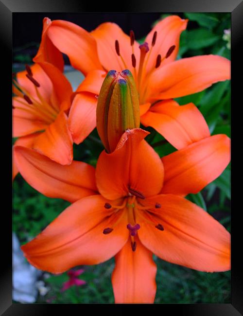 Flaming Lilies Framed Print by Ginny Gregg