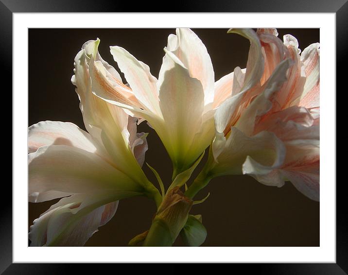 Amaryllis trio Framed Mounted Print by Heather Gale